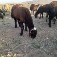 فروش بره نر افشاری