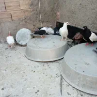 کبوتر پرشی وجفت کاه