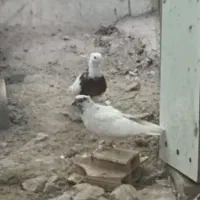 کفتر فروشی