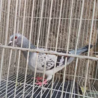صید نیست کفتر بوم ماده آلمانی ابلغ سبز روشن