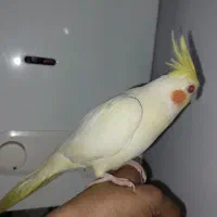 عروس هلندی
