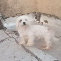 سگ پا کوتاه ماده