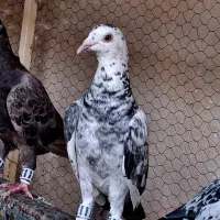 کبوتر و قناری ابادانی