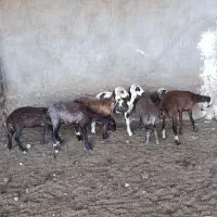 6راس کاور بره افشاری باپلنگی درشت هیکل