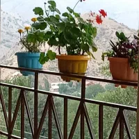 سوئیت و ویلا