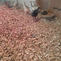 جوجه بوقلمون