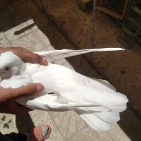 کبوتر