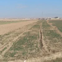 پیازسالم فروشی بدون قارچ کنه