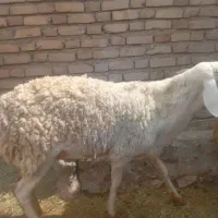 یک عدد شیشک چینی تخمی