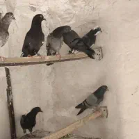 جوجه پرشی
