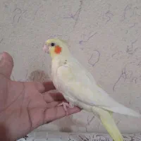 جوجه عروس هلندی سرلاکی ودون خورونزدیک به دون خور