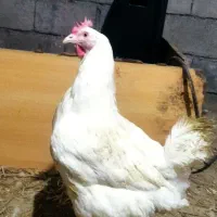 مرغ مادر