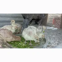 جوجه بوقلمون