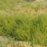 نیازمند-زمین-کشاورزی-5-الی-10-هکتار