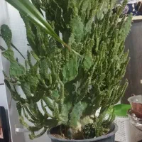 گل کاکتوس