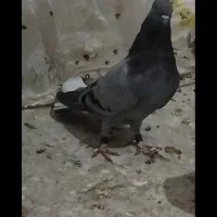 یک جفت کبوتر خوب