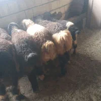 بره نر ترکی درجه یک