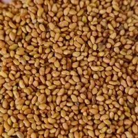 بذر یونجه درجه ۱