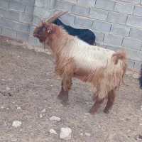 پازن ترکی