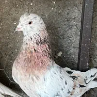 کفتر سرور