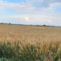 یک-هکتار-زمین-برای-کاشت-سیر