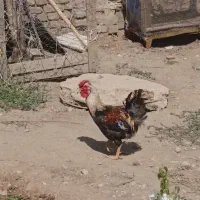 خروس چل گل اصل