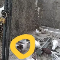 گمشده