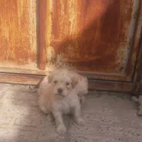 فروش توله پاه کوتاه پشمالو