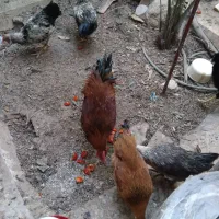 فروش فوری مرغ و خروس عربی