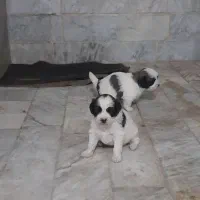 توله سگ پاکوتاه بامزه