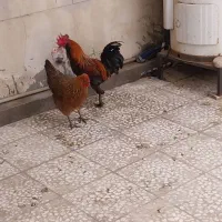 خروس