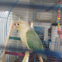 پرنده طوطی