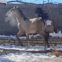 کره مادیون ۸ماهه زیباواصیل