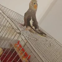عروس هلندی ماده