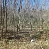 فروش نهال درخت کبودی از ۲ سال تا پنج سال