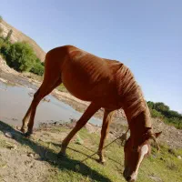 اسب ماده