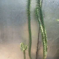 کاکتوس سوزنی