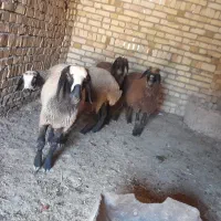 بره|حیوانات مزرعه|شال, |دیوار