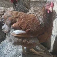 مرغ وخروس ویاندوت