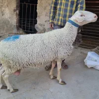 فروش میش لاکن