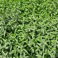 نعنا محلی اعلا خوش بو