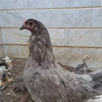 مرغ تخمگذار جوان