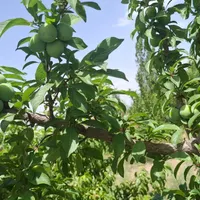 باغ1500متری با سند تک برگ و سهم داعمی اب از چاه|فروش زمین و ملک کلنگی|تهران, فلاح|دیوار