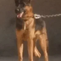 سگ ژرمن