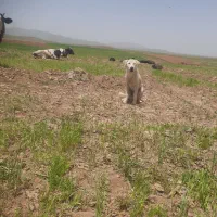 سگ زرنگ|سگ|دهگلان, |دیوار