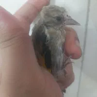 جوجه سهره
