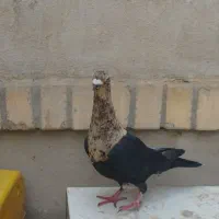 کفتر|پرنده|گلبهار, شهر جدید گلبهار|دیوار
