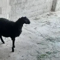 بره نر