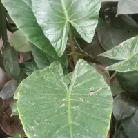 گل بابا ادم
