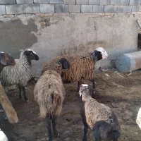 85 راس میش 85 راس بره ویک راس قوچ کله سفید افشاری